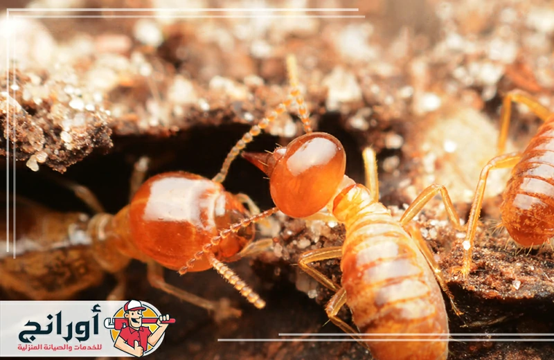 شركة مكافحة النمل الابيض بالرياض